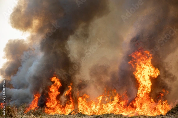 Fototapeta  Red raging flame of fire burn in grass fields, forests and black and white smoke to sky.