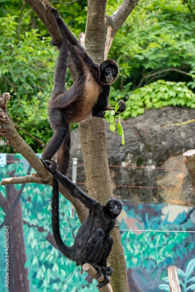 Obraz 江戸川区自然動物園　ジェフロイクモザル