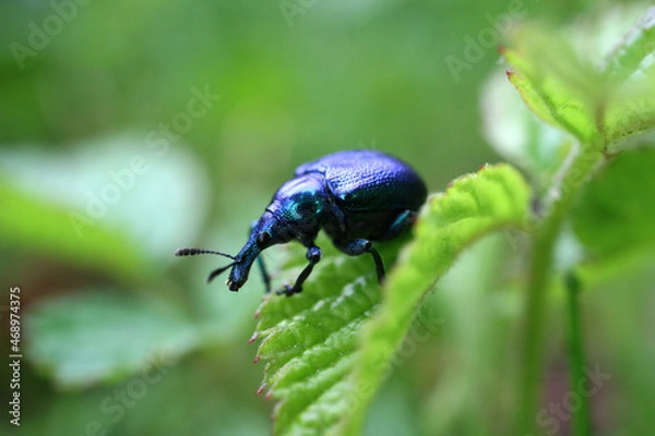 Fototapeta Triebstecher(Rhynchitidae)