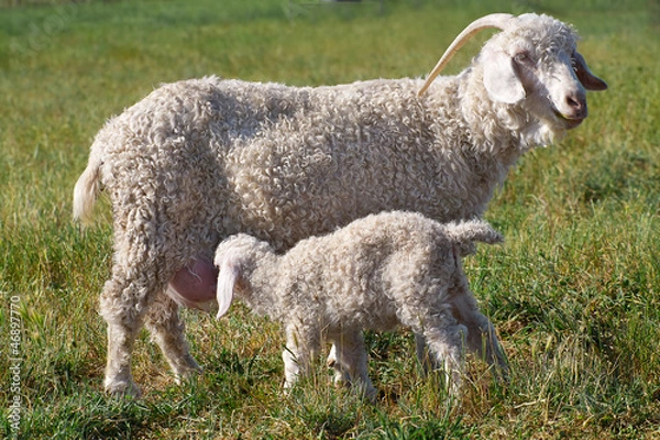 Obraz An Angora goat nursing a kid