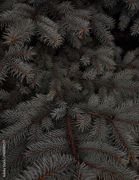 Obraz christmas tree branches