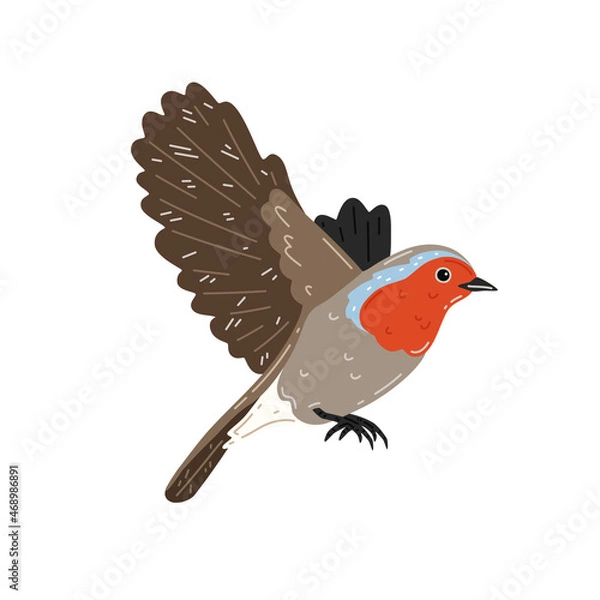 Fototapeta Robin in flight on a white background. Vector illustration