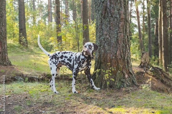Fototapeta Dalmatian dog is a beautiful. Dalmatian puppy is standing outdoors in nature among the trees in the forest. dog is in the garden,sunny day