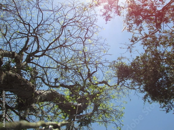 Obraz branches against sky