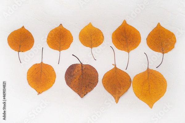 Obraz Flatlay composition autumn yellow leaves white relief background. Close-up