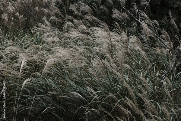 Obraz 森の中のススキの群衆。光が当たらず寒々しく風に靡く