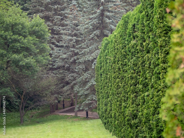 Obraz landscape design of lawn evergreen trees and fir trees