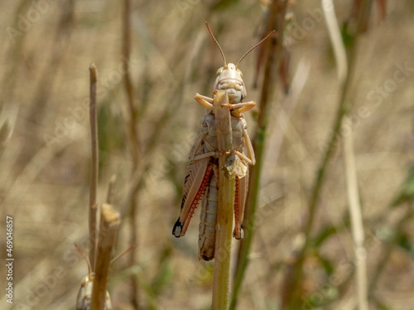 Obraz locusts on the stem of the eaten plant