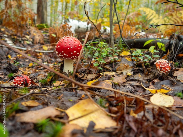 Obraz a beautiful family of fly agarics in the autumn forest