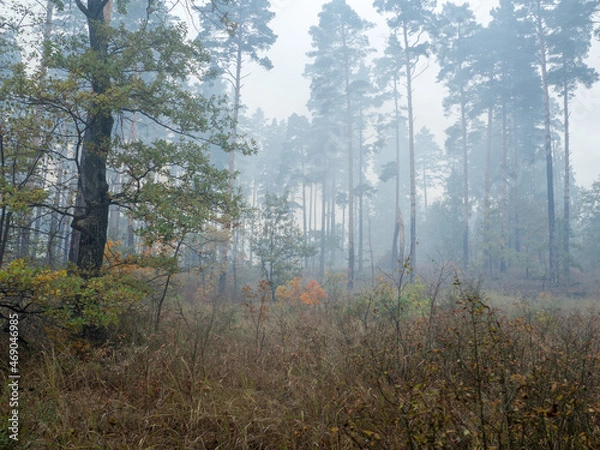 Obraz smoke in the forest among the trees