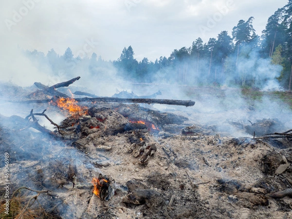 Obraz open fire, smoke and coals on the background of the forest