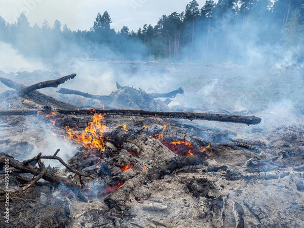 Obraz burning pine branches on the background of the forest