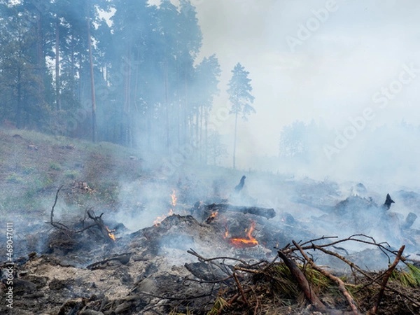 Obraz burning pine branches on the background of the forest