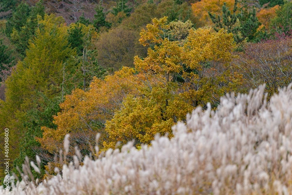 Fototapeta 紅葉する森と風に揺れるススキ