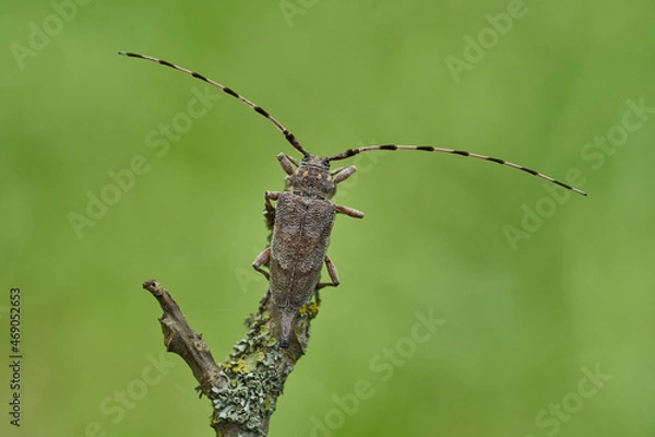 Obraz Female The timberman beetle Acanthocinus aedilis in Czech Republic