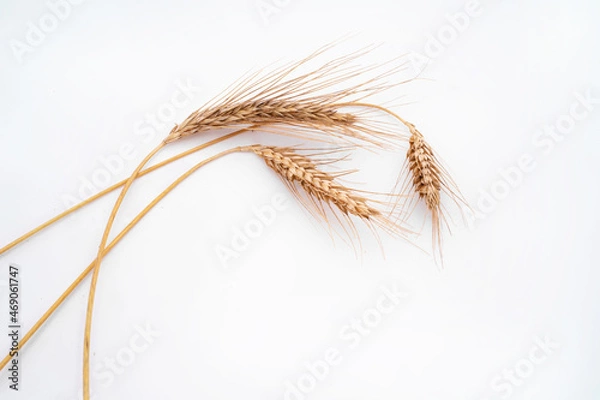 Fototapeta rye spikelets on a white background