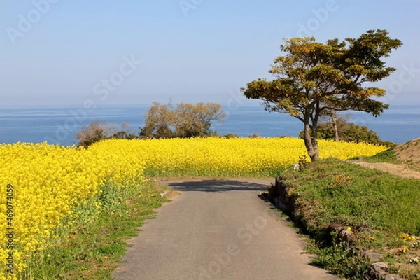 Obraz 海と菜の花畑