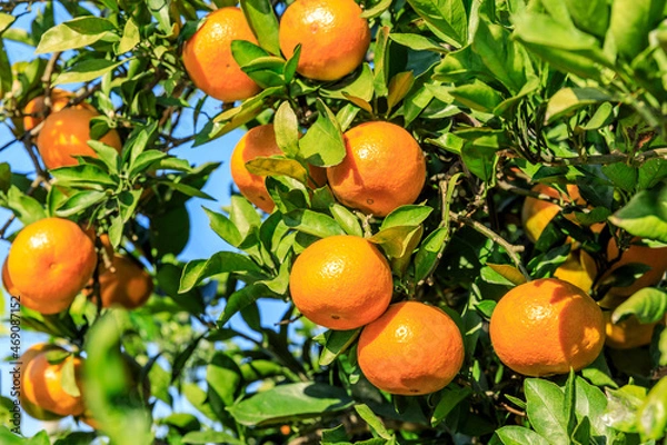 Fototapeta Ripe oranges on the orange tree.Yellow oranges fruit background.