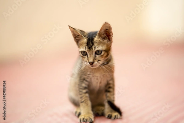 Obraz cat on a white background