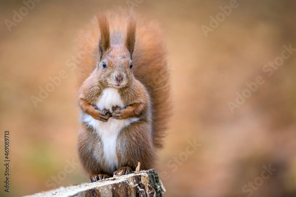 Obraz Red squirrel portrait in November