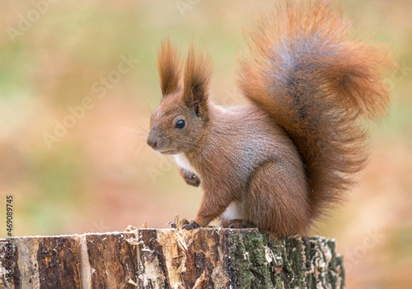 Fototapeta Red squirrel in the autumn