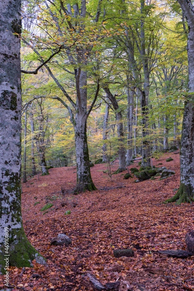 Obraz między naturą