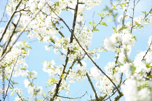 Obraz Kwitnąca wiśnia