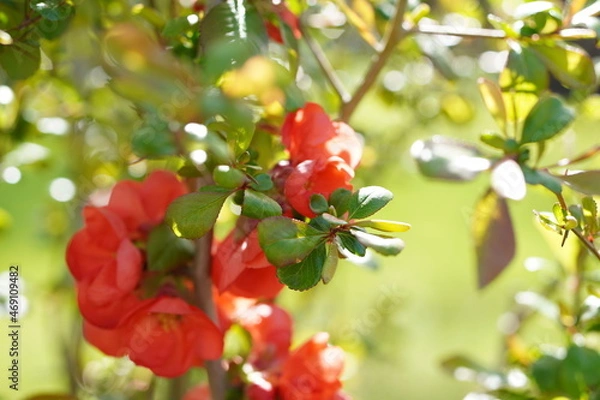 Obraz Szkarłatne kwiaty