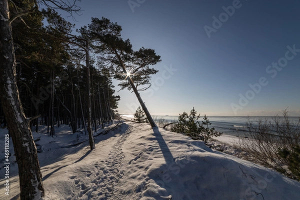 Fototapeta Sunny winter day at Bltic seaside. Sun shine through pine forest trees.