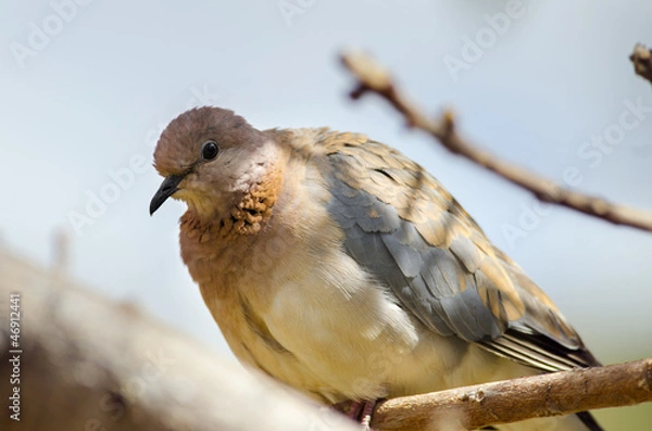 Obraz Laughing Dove