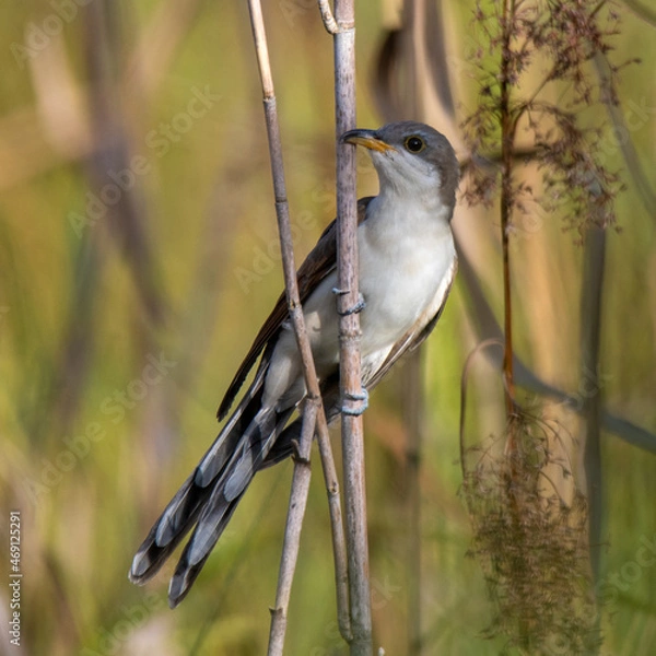 Obraz yellow billed cuckoo