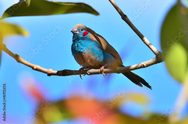 Obraz Red-cheeked cordonbleu