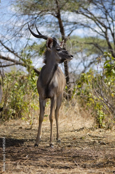 Obraz Greater kudu