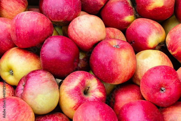 Fototapeta Red ripe apples. Background and texture from apples. Lots of beautiful red apples. Close-up.  Collection and sale of apples.