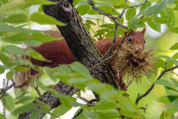 Fototapeta Eichhörnchen (Sciurus vulgaris)