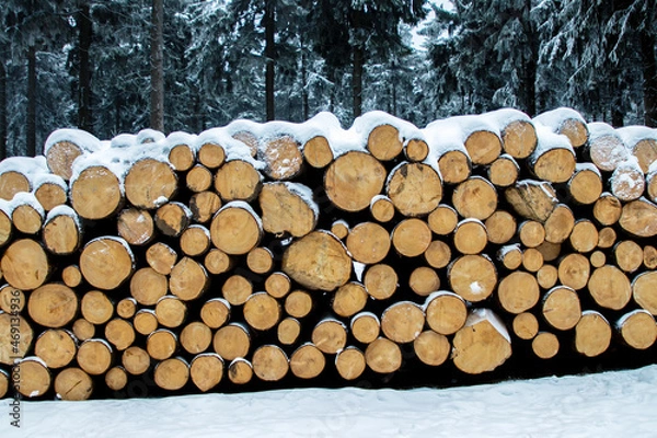 Obraz Cut trees in the forest, stacked on a pile, waiting to be transported to a sawmill, tree trunks cut, forestry
