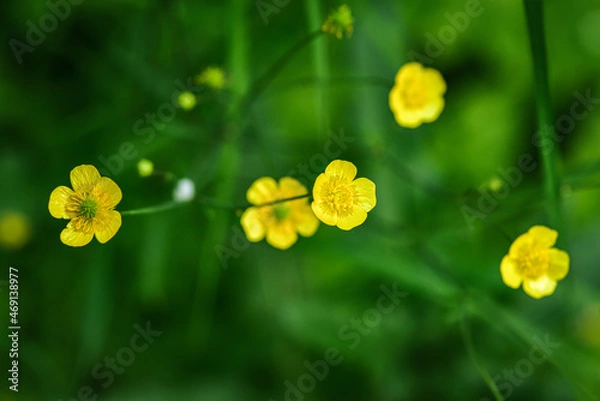 Obraz yellow flowers