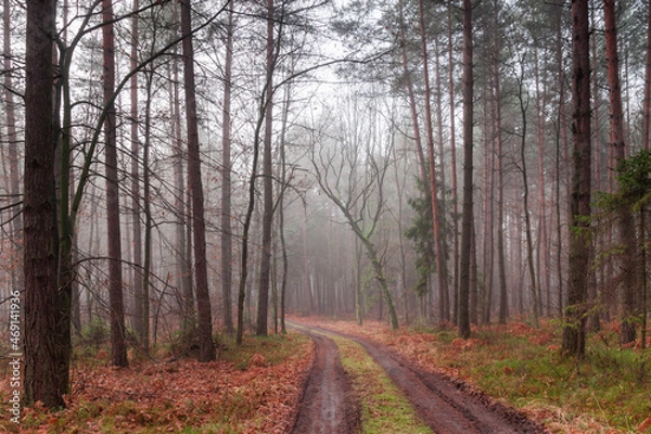 Obraz las we mgle