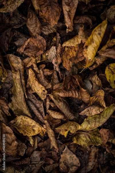 Obraz leaves background