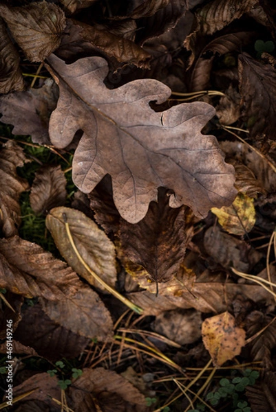 Obraz fallen autumn leaves