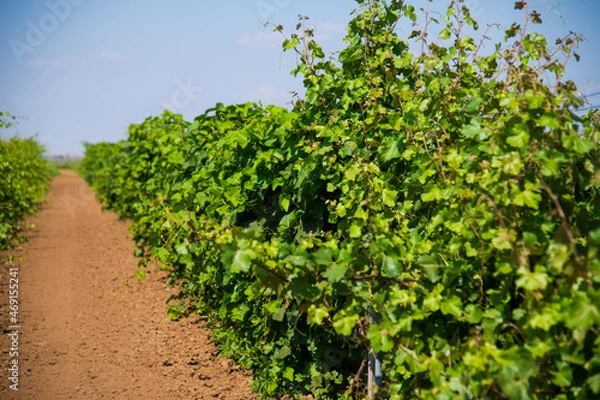 Fototapeta Beautiful rows of young green vineyards move in the wind