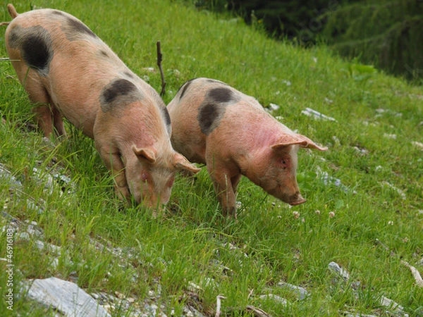 Obraz Schweine auf der Alm