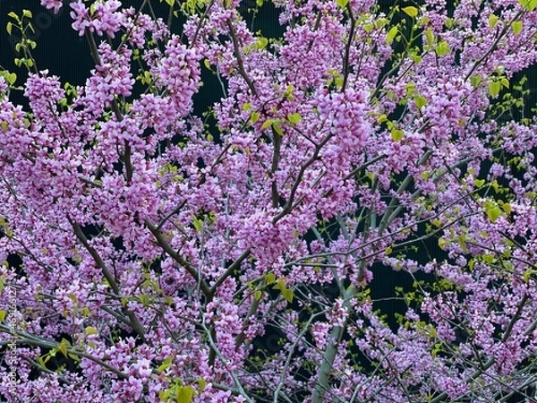 Fototapeta Spring flowers