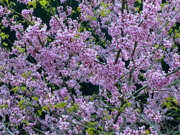 Fototapeta Spring flowers