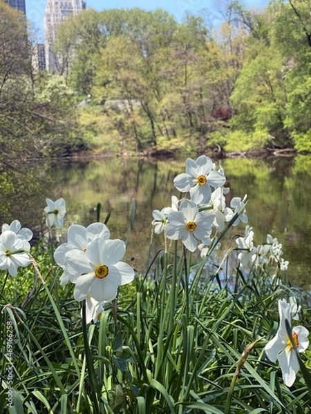 Fototapeta Spring flowers