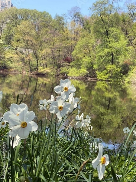 Fototapeta Spring flowers
