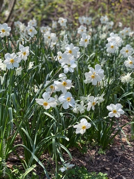 Fototapeta Spring flowers