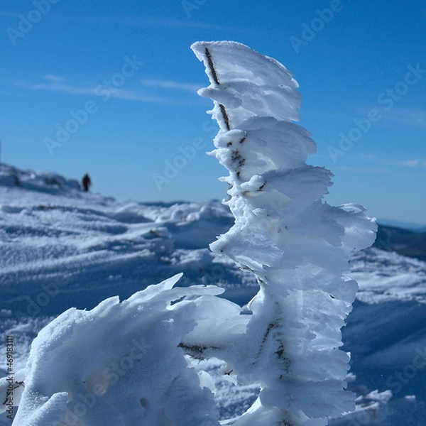 Fototapeta Windblown frost on branch