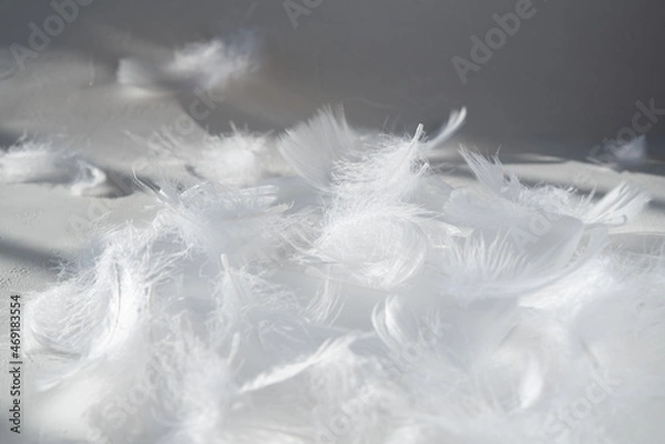 Obraz 舞い降りたたくさんの白い羽根 天使 エンジェル