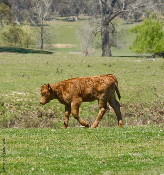 Fototapeta young calf